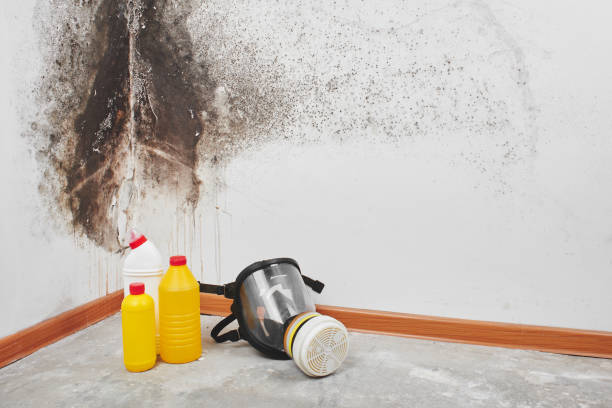 Home Mold Removal in Albion, IN