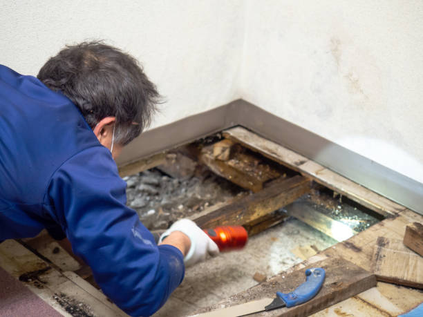 Best Toxic Mold Removal  in Albion, IN