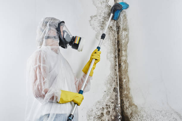 Best Local Mold Removal Service  in Albion, IN