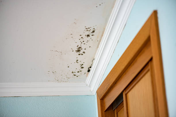 Best Mold Remediation Services  in Albion, IN