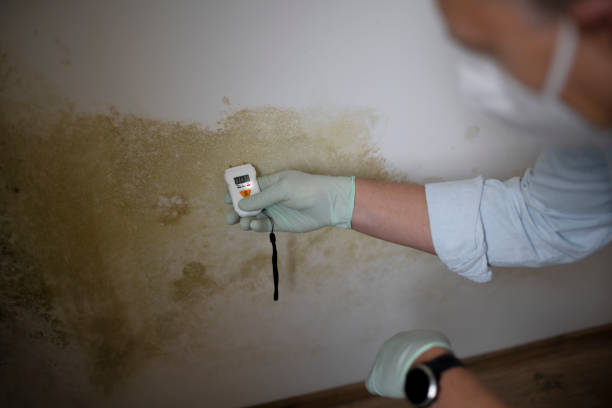 Best Fast Mold Removal  in Albion, IN