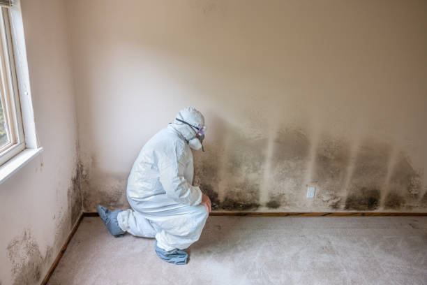 Best Certified Mold Removal  in Albion, IN