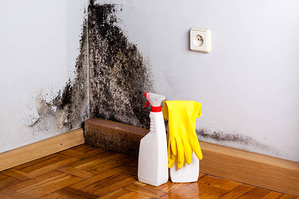 Attic Mold Removal in Albion, IN