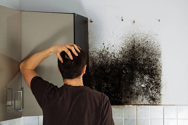 Best Attic Mold Removal  in Albion, IN