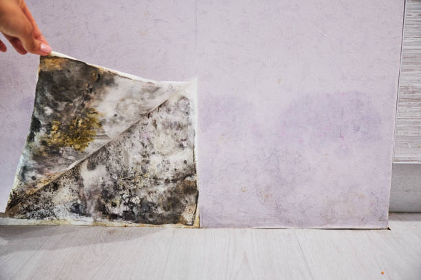 Best Mold Damage Repair  in Albion, IN